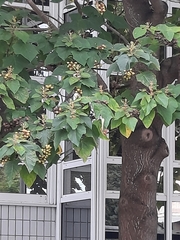 Paulownia tomentosa