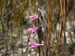 Disa obliqua clavigera