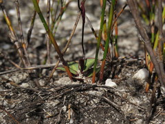 Disa obliqua clavigera