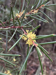 Hakea pachyphylla