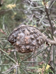 Hakea pachyphylla