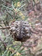 Hakea pachyphylla