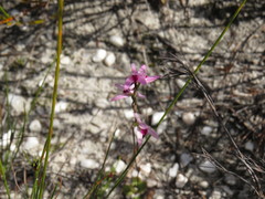 Disa obliqua clavigera