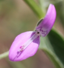 Dicliptera foetida