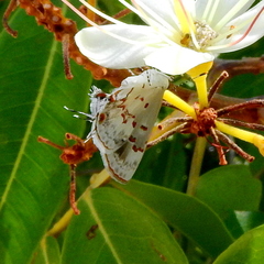 Ministrymon megacles