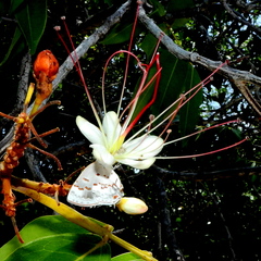 Ministrymon megacles