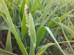Thuarea involuta