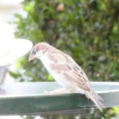Passer domesticus