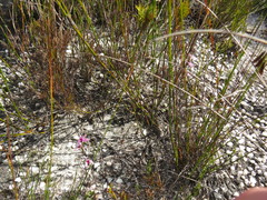 Disa obliqua clavigera