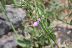 Dicliptera foetida