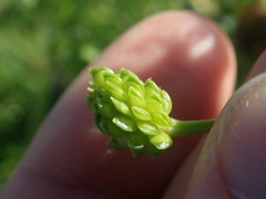 Ranunculus trilobus