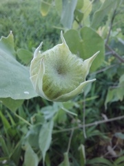 Abutilon albescens