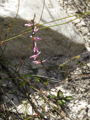 Disa obliqua clavigera
