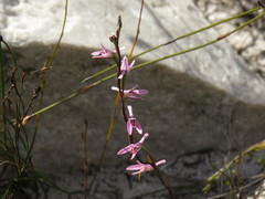 Disa obliqua clavigera