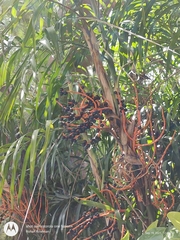 Chamaedorea seifrizii