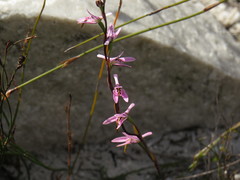 Disa obliqua clavigera