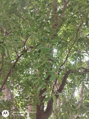Quercus polymorpha