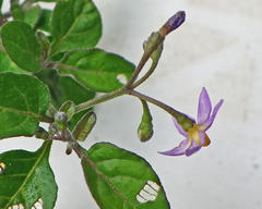 Solanum
