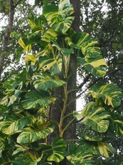 Epipremnum aureum