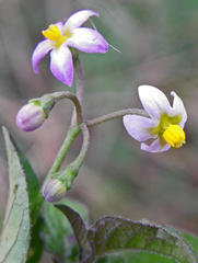 Solanum