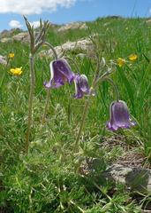 Pulsatilla violacea