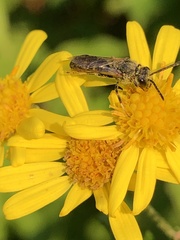 Evylaeus