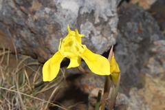Moraea spathulata
