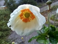 Eriocapitella × hybrida