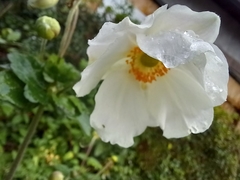 Eriocapitella × hybrida