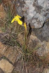 Moraea spathulata
