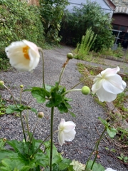 Eriocapitella × hybrida