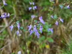 Adenophora triphylla