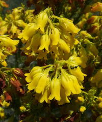 Erica parilis parilis