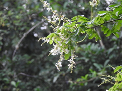 Derris scandens