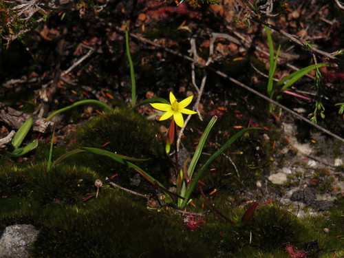 Image of Pauridia monticola by (c) Jeremy Gilmore, some rights reserved (CC BY)