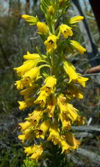 Erica parilis parilis