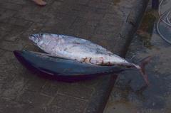 Thunnus albacares