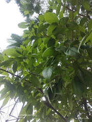 Sapindus trifoliatus