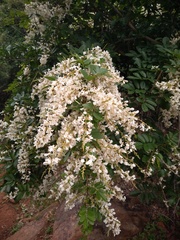 Derris scandens