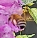 Amegilla florea