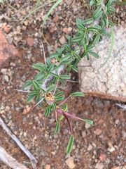Monsonia salmoniflora