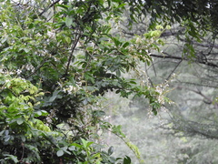 Derris scandens
