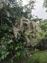 Derris scandens