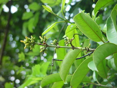Leuconotis griffithii