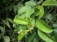 Leuconotis griffithii