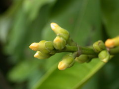 Leuconotis griffithii