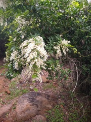 Derris scandens