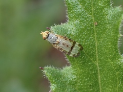 Sphenella ruficeps