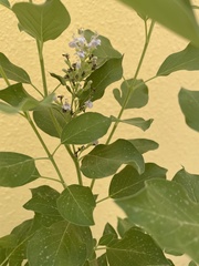 Vitex trifolia