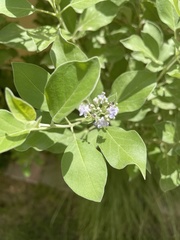 Vitex trifolia